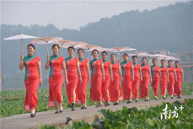 菜心旗袍秀。張曉欣 攝