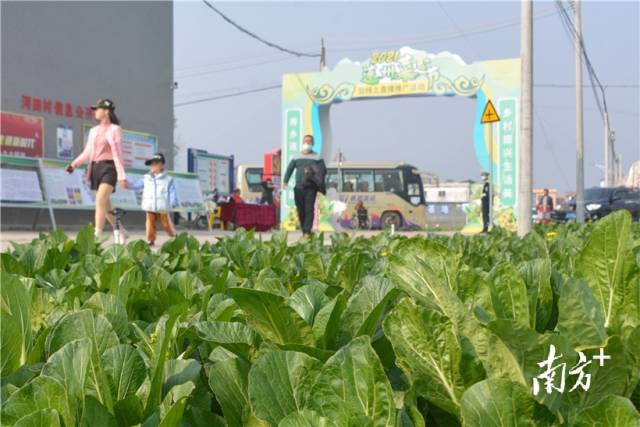 10日，2021連州菜心節(jié)暨線上直播推廣活動在西岸鎮(zhèn)河田村開幕。張曉欣 攝