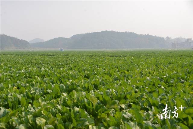河田蔬菜基地內(nèi)，連片千畝菜心長勢喜人。張曉欣 攝
