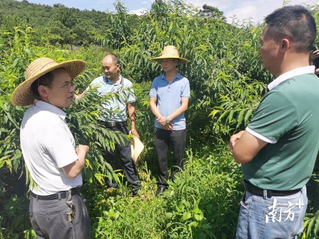 九陂鎮(zhèn)農業(yè)綜合服務中心主任、農藝師成忠雄提出水果災后管理意見。