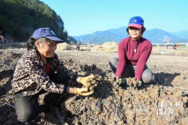 朱崗村水美塘馬蹄種植基地里，村民在采挖馬蹄。張曉欣 攝