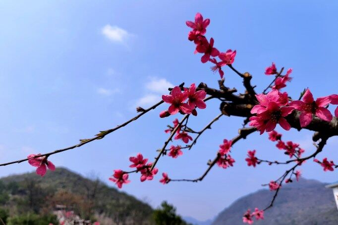 千年古城被一片片粉紅席卷。清遠(yuǎn)日報記者 周璐 攝
