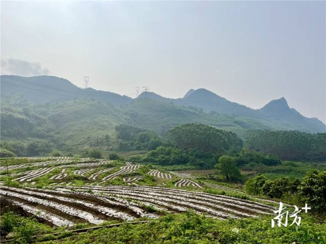 九陂鎮(zhèn)高相村打造的中藥材種植基地。